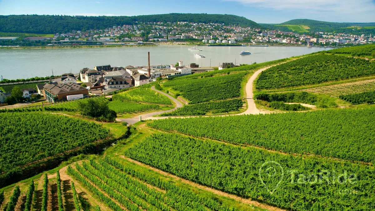 Rüdesheim am Rhein vineyards overlooking the Rhine Valley in Germany
